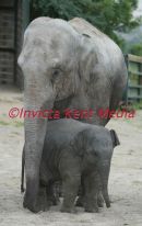 baby elephant called SITTANG  born 30/6/02
at port lympne zoo kent